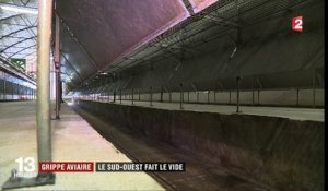 Grippe aviaire : le vide sanitaire imposé dans plus de 1 000 communes