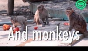 Hot weather and cool snacks at Yangon's Zoo | Coconuts TV
