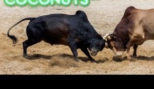 Kind or Cruel | Animal Combat in Thailand | Bullfighting | Part 2 | Coconuts TV