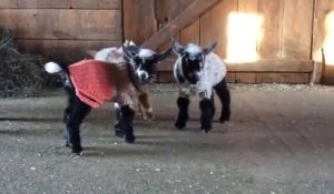 Ces bébés chèvres qui viennent de naitre apprennent à sauter et c'est trop mignon