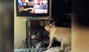Ce chien a une folle envie de jouer avec les chiens dans la TV... ahah le pauvre