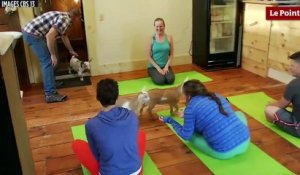 Le "goat yoga" : du yoga avec des bébés chèvres