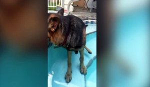 Ce chien exténué n'a pas la force de sortir de la piscine !