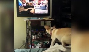 Un chien veut absolument jouer avec ses copains qui passent à la télé !
