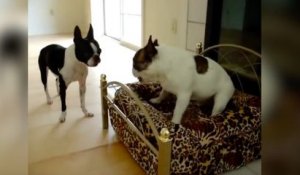 Un chien négocie avec son ami pour aller dans un panier !
