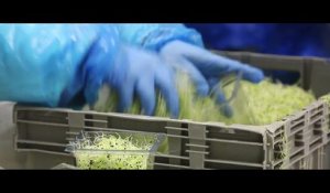 Germline, Production de graines germées bio