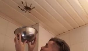 Attraper une grosse araignée avec un bol