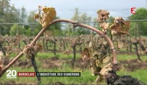 Bordelais : l'inquiétude des vignerons après l'épisode de gel