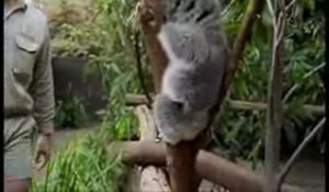 Paul et les koalas