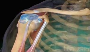 L'anatomie de l'articulation de l'épaule expliquée en vidéo