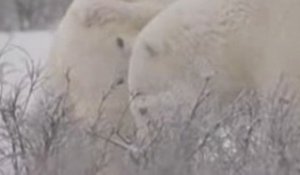 Ours polaires, avec ou sans glace ?