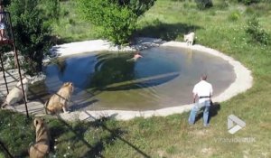 Il prend son bain avec les lions dans un Zoo !