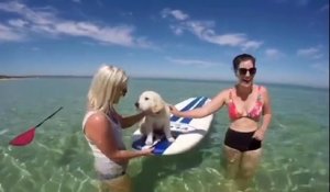 Un chiot adore faire du paddle !