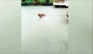 Les inondations ça fait au moins un heureux : ce chien