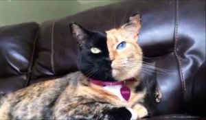 Voici Narnia Et Venus 2 Chats Chimeres A Double Face Sur Orange Videos