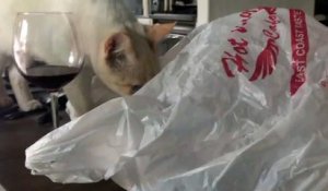 Quand ton chat débile devient fou en se coinçant la tête dans un sac plastique