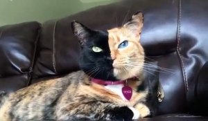 Un chat extraordinaire à deux visages différents