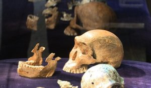 L'Homo naledi, "jeune" espèce humaine de 200 à 300 000 ans