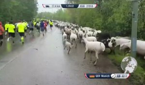 Des moutons s'incrustent dans une course