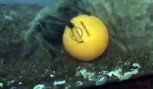 Cette mygale géante joue avec une balle de ping pong