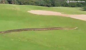 Quand un énorme python se pointe sur le green en pleine partie de golf en Afrique du sud