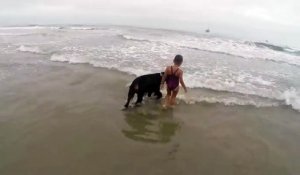 Un chien protège des vagues une petite fille