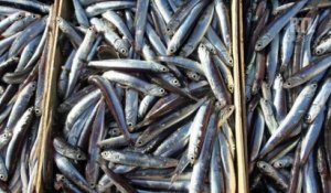 L'anchois est en abondance dans le golfe de Gascogne
