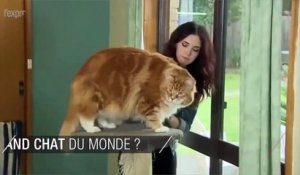 Découvrez Omar, le plus grand chat du monde d'1m20