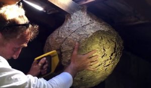 Cet homme découvre un nid de frelons asiatique énorme