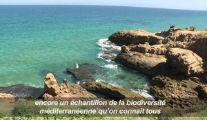Maroc: le parc d'Al-Hoceïma veut sauvegarder sa biodiversité