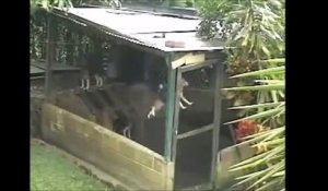 Ce chien va s'évader de sa cage d'une façon incroyable