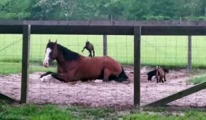 Ces bébés chèvres s’éclatent sur le dos d'un cheval