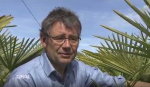 Capital : Un intervenant compare un palmier avec un Africain, déclenchant la colère des téléspectateurs (vidéo)