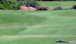 Une bataille entre deux serpents mambas sur un terrain de golf