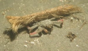 Ce crabe transporte son bout de bois pour se camoufler...
