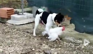 Ce chien... SE FAIT UNE POULE LOL!!