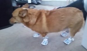 Ce chien.. marche avec des chaussures de bébé !