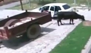 Ces gars volent une vache en l'embarquant à l'arrière d'une voiture... WTF