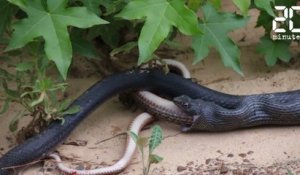 Un serpent qui vomit un serpent - Le Rewind du Mardi 30 mai 2017