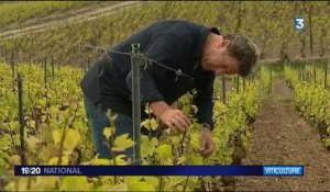 Vignerons indépendants : rencontre avec les orfèvres du champagne