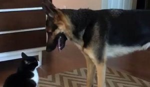 Un chat et un chien se chamaillent quand soudain...