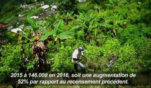 Colombie: hausse de plus de 50% des plantations de coca (ONU)