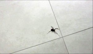 Voici pourquoi vous ne devriez jamais écraser une araignée enceinte