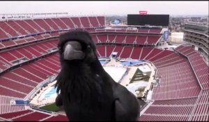 Le videobomb animalier le plus fun : corbeau adorable