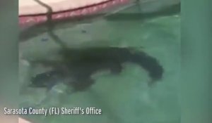 Ils trouvent un alligator de deux mètres dans la piscine de leur maison !