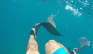 Un requin vient mordre la jambe de ce plongeur en Floride