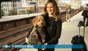 Dans le métro à New-York, les chiens doivent être dans des sacs, ce qui créé de drôles de scènes - Regardez