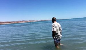 Un homme se rapproche d'un grand requin blanc piégé dans une baie d'eau peu profonde