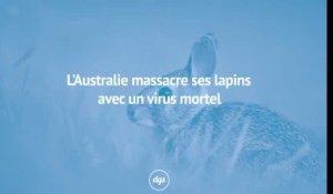 L'Australie massacre ses lapins avec un virus mortel