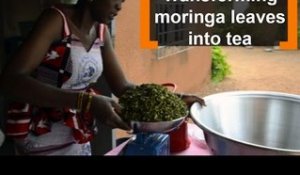 Burkina Faso: Transforming moringa leaves into tea